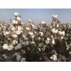 新疆棉花种子_棉花种子厂家_早熟高产棉花新品种_新陆中66