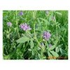 优质牧草种子 优质牧草种苗 进口紫花苜蓿种子