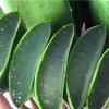 库拉索芦荟美容灌肤专用可食用鲜叶